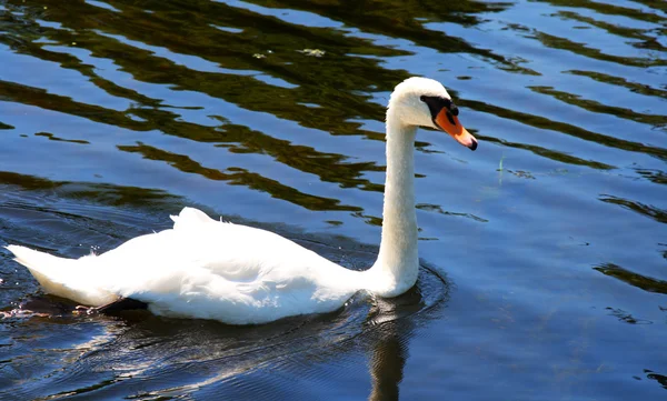 Single swan swimming in lake — Stock Photo, Image