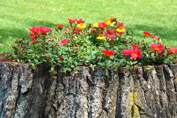 stock image Old tree trunk flower pot creative gardening