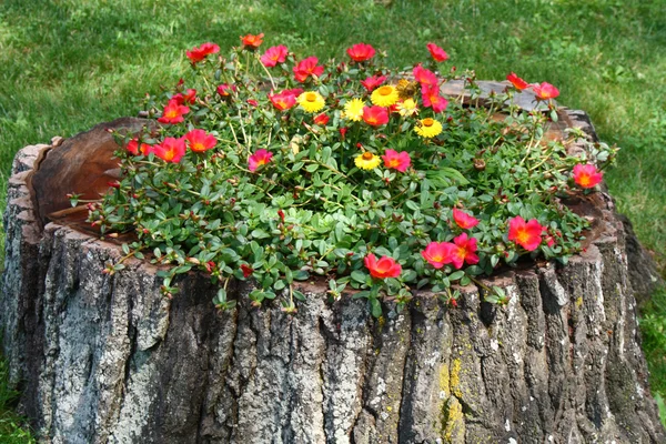 stock image Old tree trunk flower pot