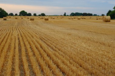 taze kesilmiş ve baled saman satırları