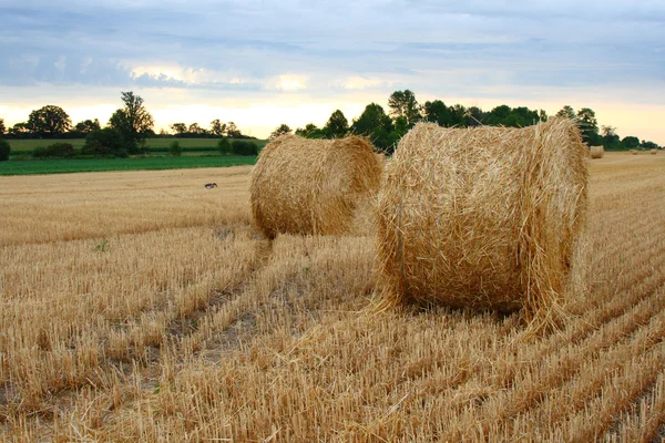 Staw bales in the field during harvest — Stock Photo, Image