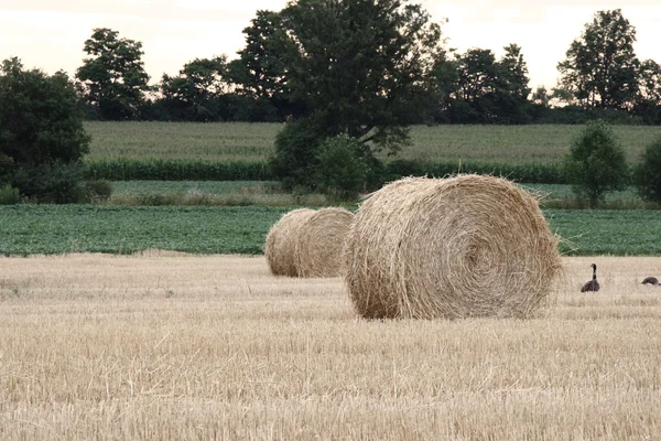 Bales of hay and frsh cut rows — Stock Photo, Image