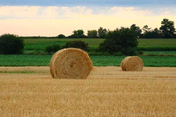 Свежие рулоны сена в поле — стоковое фото