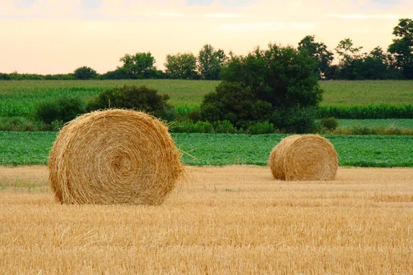 Свежие рулоны сена в поле — стоковое фото