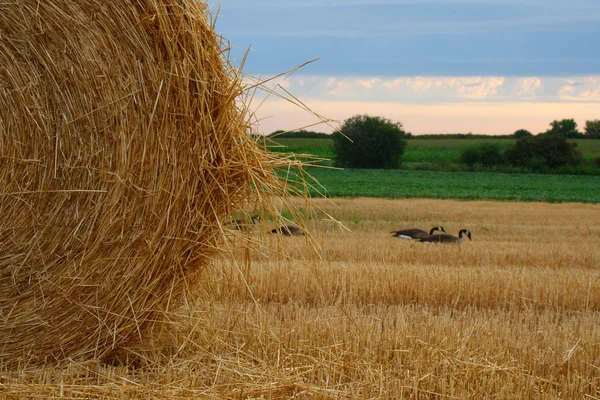 Группа канадских гусей ищет еду на фермерском поле — стоковое фото