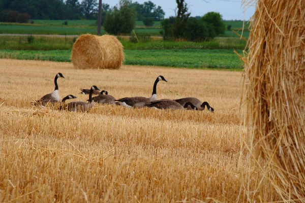 Group of canadian geese looking for food in a farmers field — Stock Photo, Image