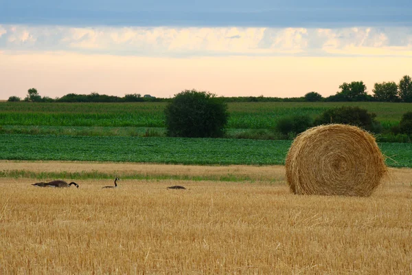 Groupe d'oies canadiennes à la recherche de nourriture dans un champ agricole Images De Stock Libres De Droits
