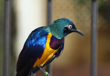 Royal starling, cosmopsarus regius, Afrika