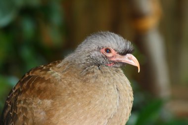 Chaco chachalaca, ortalis canicollis orta ve Güney Amerika