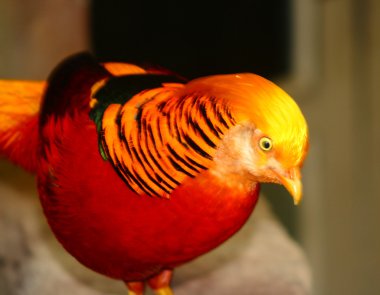 Golden pheasant, Asya, renkli tüyler chrysolphus pictus