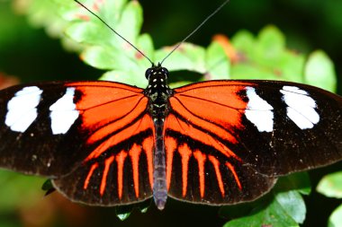 Doris longwing, postacı doris kelebek