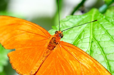 Julia, dryas Iulia, kelebek