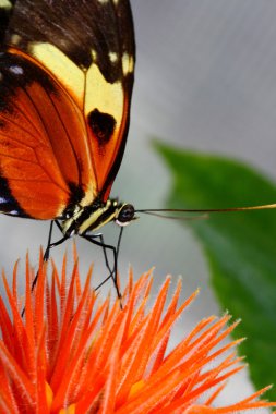 Kaplan longwing, postacı hecale, kelebek çiçek nektarı yeme