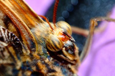 Kapat gözlerini ayrıntılı olarak gösterilen kelebek makro yukarı