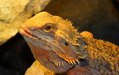 Sakallı Ejder, pogona vitticeps kimden Avustralya