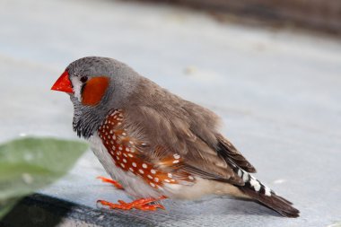 Zebra finch, taeniopygia guttata guttata Avustralya