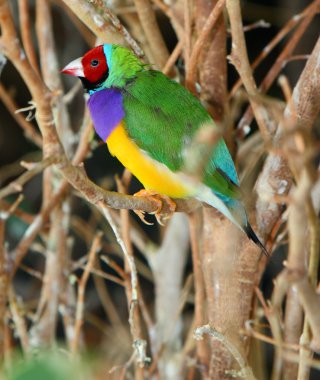 Gouldian finch, Chloebia gouldiae, Australia clipart