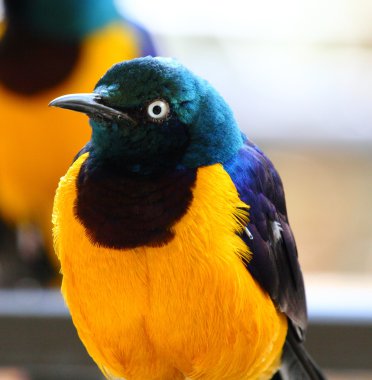 Royal starling, cosmopsarus regius Afrika