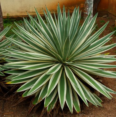 Agave kaktüsü tesisi