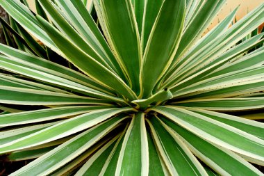 Agave kaktüsü tesisi