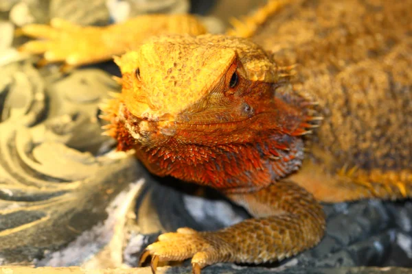 Бородатый дракон, Pogona vitticeps из Австралии — стоковое фото