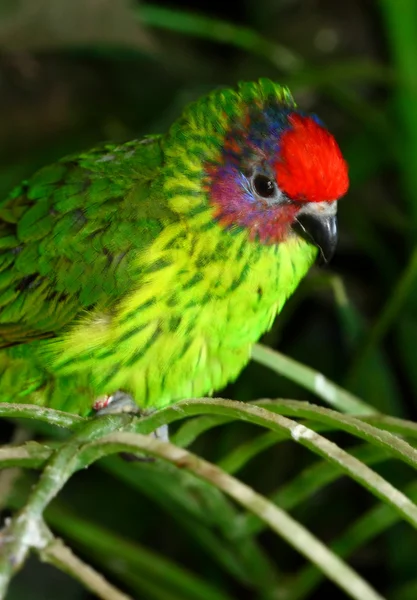 Red headed parrot finch, Erythrum pisttacea from Australia — Stock Photo, Image
