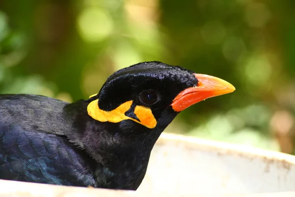 Greater hill mynah, gracula religiosa from south america — Stock Photo, Image