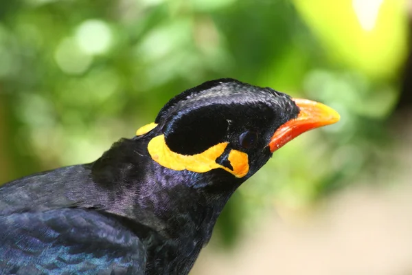 Greater hill mynah, gracula religiosa from south america — Stock Photo, Image