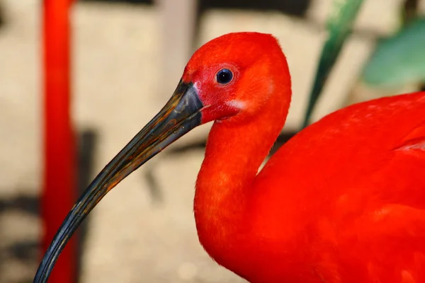 Scarlet ibis, gomma Eudocium dal Sud America, piumaggio rosso — Foto Stock