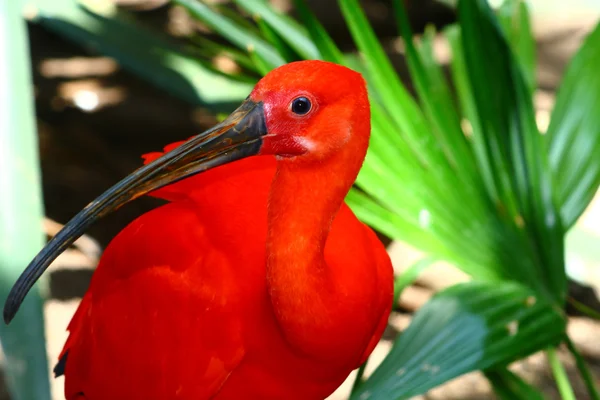 赤い羽毛南アメリカから eudociums ゴム ショウジョウトキ — ストック写真