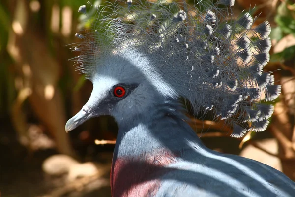 Victoria crowned pigeon, Goura victoria, largest pigeon in the world from N — Stock Photo, Image