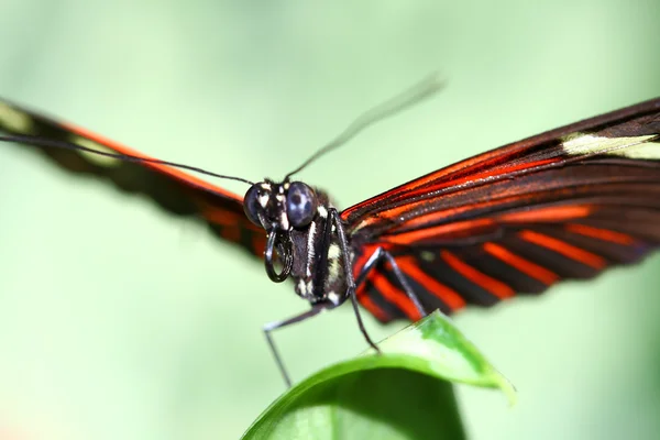 Tygrys longwing, heliconius hecale, blisko motyl się makro ostrość na zielo — Zdjęcie stockowe