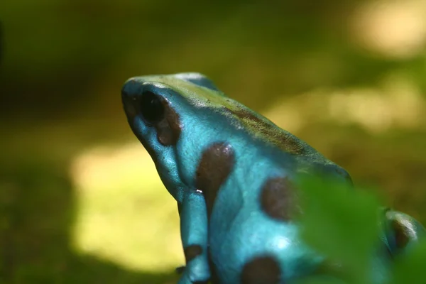 Poisonus Drzewołaz złocisty, dendrobates auratus — Zdjęcie stockowe