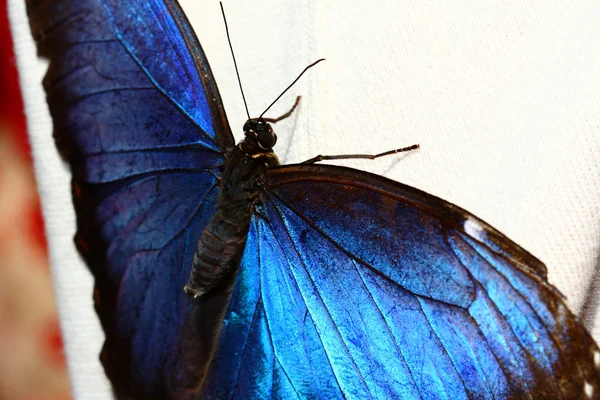 Синий морфо, морфо, пелейды, бабочка — стоковое фото