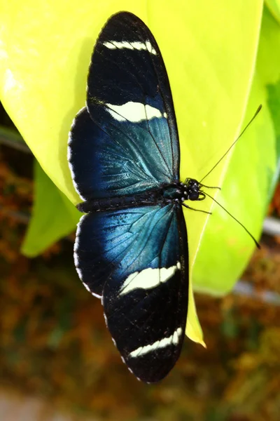 Сара Тоскокрылая, Геликониус Сара, бабочка — стоковое фото