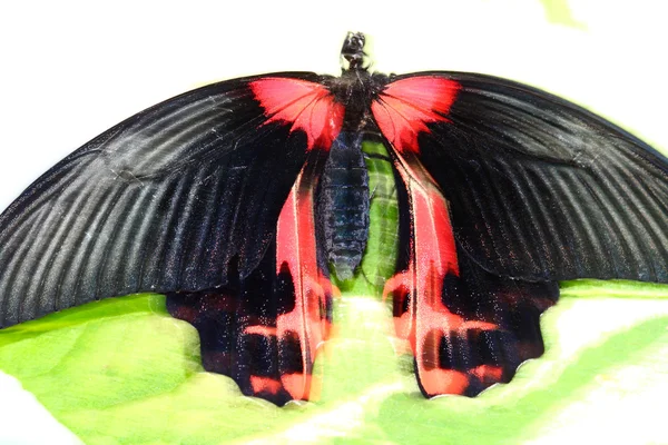 Скарлетный мормон, Papilio rumanzovia, бабочка — стоковое фото