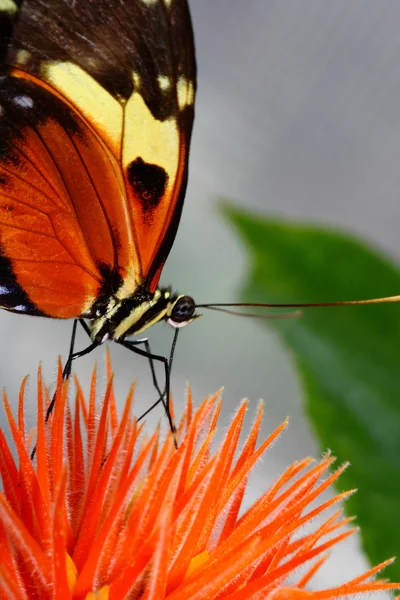 Longwing τίγρη, heliconius Εκάλη, πεταλούδα στο λουλούδι που τρώει νέκταρ — Φωτογραφία Αρχείου