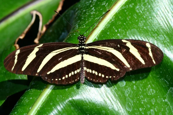 斑马 longwing、 蛱蝶 charitonius、 蝴蝶 — 图库照片