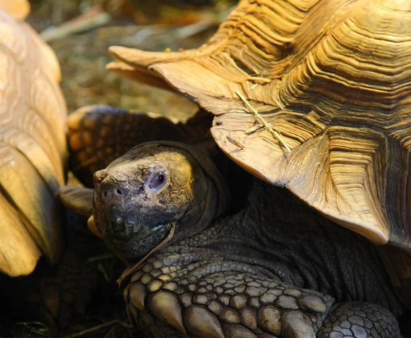 Żółw olbrzymi, jedzenie słomy — Zdjęcie stockowe