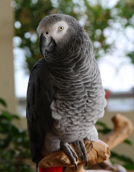 African gray parrot, Psittacus erithacus — Stock Photo, Image