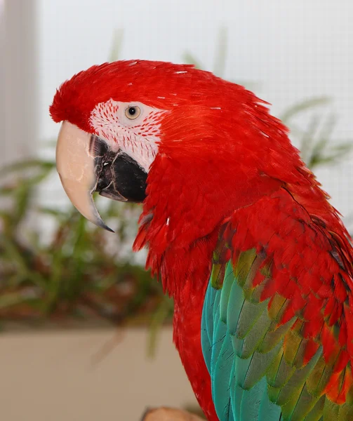 Ara macao, scarlet macaw parrot — Stock Photo, Image