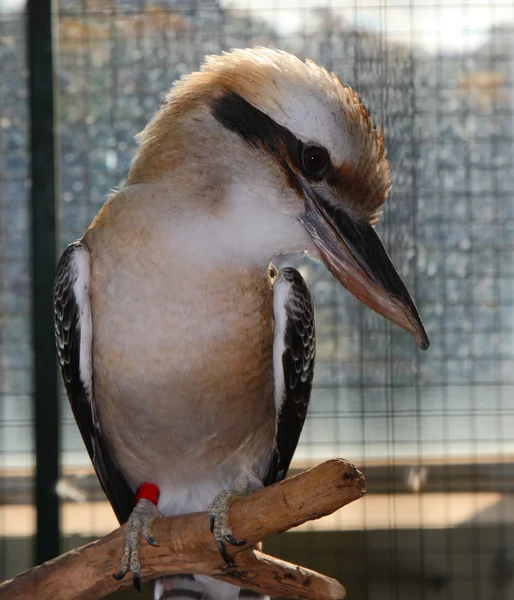 Śmiech kookaburra; Dacelo novaeguineae; — Zdjęcie stockowe