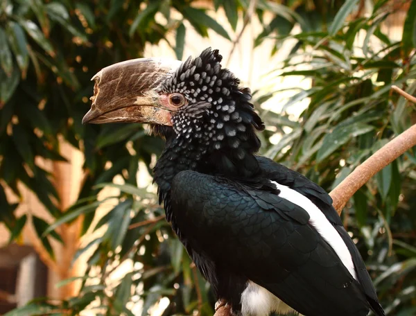 Silver cheeked hornbill, bycanistes brevis from africa — Stock Photo, Image