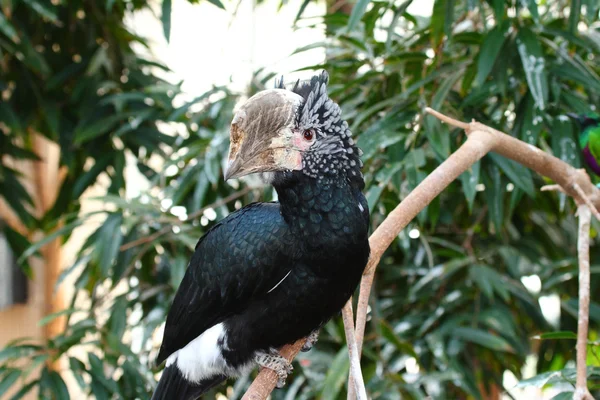 Silver cheeked hornbill, bycanistes brevis from africa — Stock Photo, Image