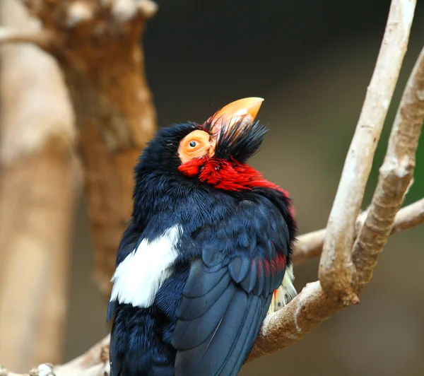 Bebaarde baardvogel, lybius dubius uit Afrika — Stockfoto