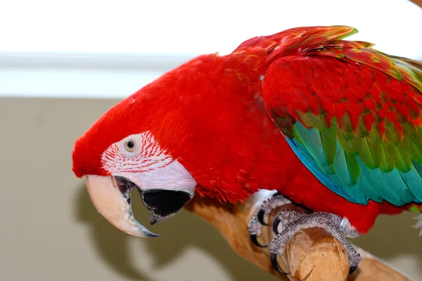 Ara macaio, scarlet Amerika papağanı — Stok fotoğraf