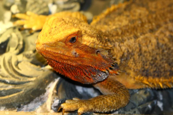 Бородатый дракон, Pogona vitticeps из Австралии — стоковое фото