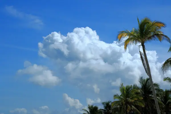 Parlak bulutlar ve gökyüzü karşı tropik avuç içi — Stok fotoğraf