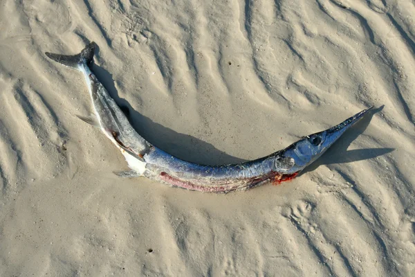 stock image Dead fish on beach from pollution