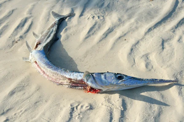 stock image Dead fish on beach from pollution